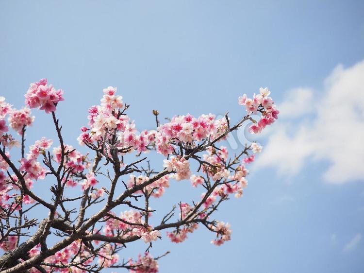 沖縄のサクラ、緋寒桜（ヒカン）、寒緋桜（カンヒ）