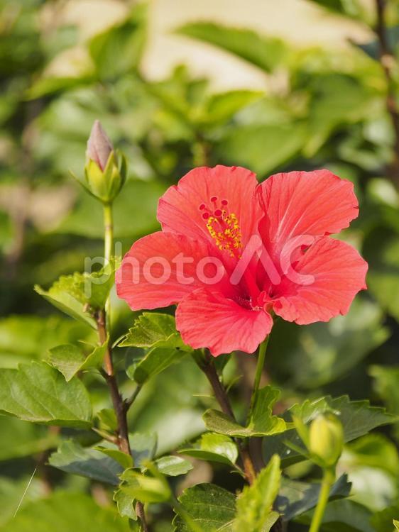 沖縄の赤いハイビスカス