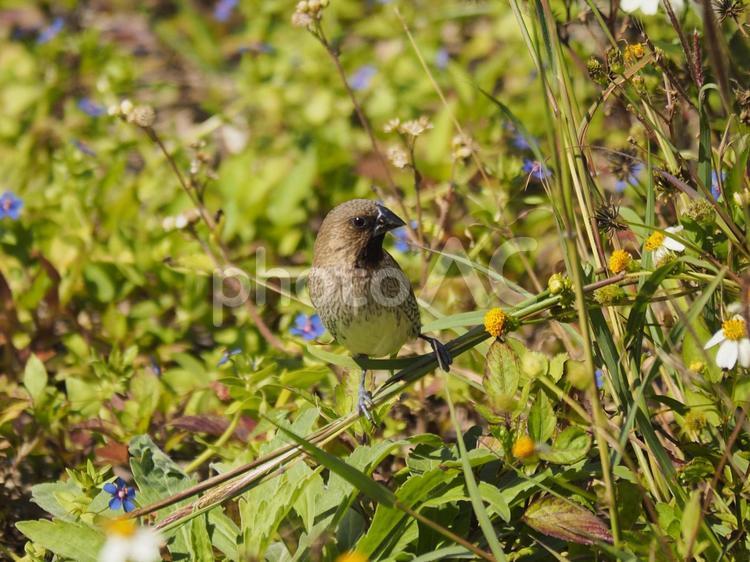 シマキンパラ Lonchura punctulata 斑文鳥