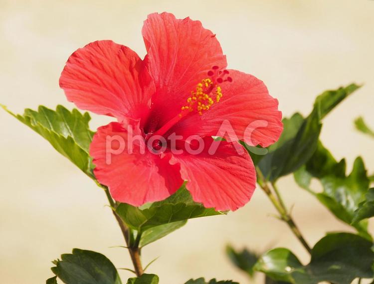 沖縄の赤いハイビスカス
