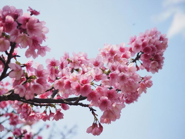 沖縄のサクラ、緋寒桜（ヒカン）、寒緋桜（カンヒ）