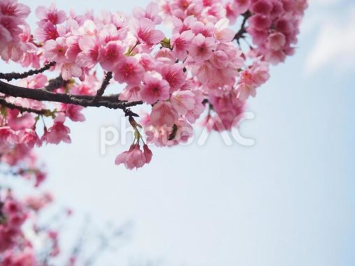 沖縄のサクラ、緋寒桜（ヒカン）、寒緋桜（カンヒ）