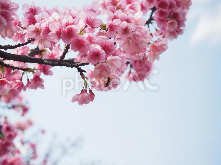 沖縄のサクラ、緋寒桜（ヒカン）、寒緋桜（カンヒ）