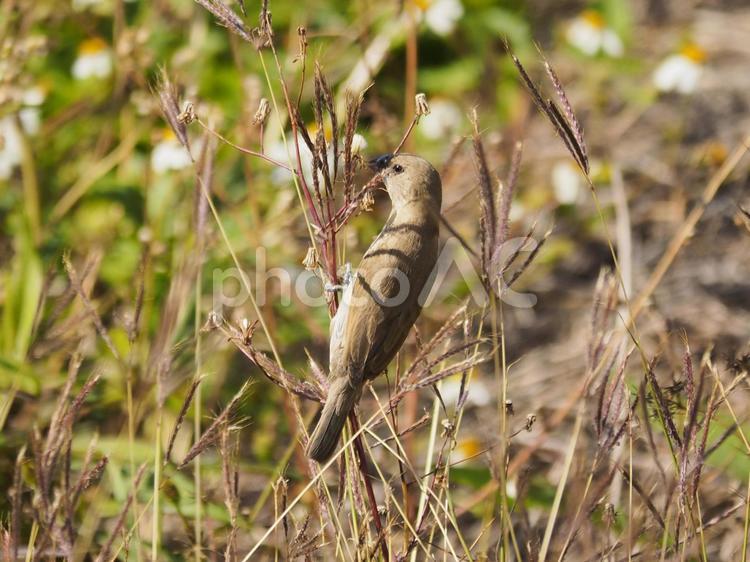 シマキンパラ Lonchura punctulata 斑文鳥