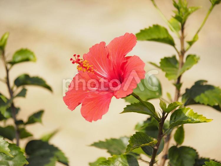 沖縄の赤いハイビスカス
