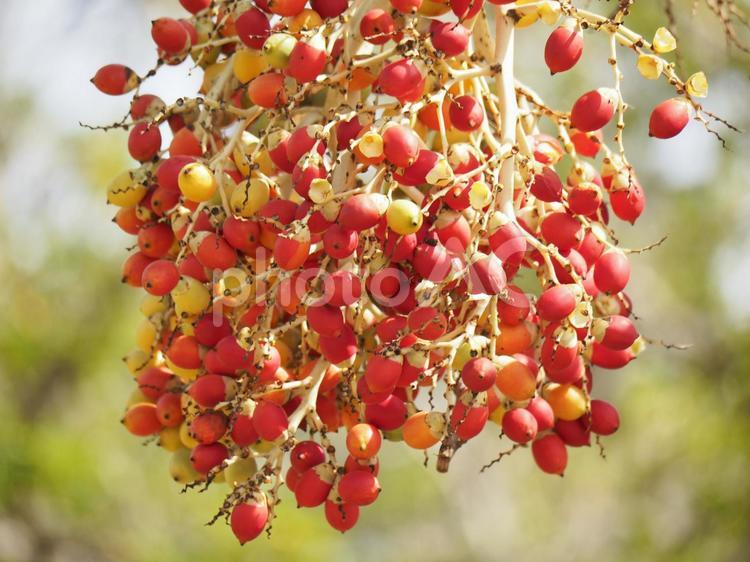 ビンロウの赤い実