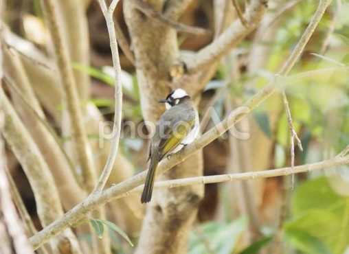 シロガシラ（白頭鵯 Chinese Bulbul）