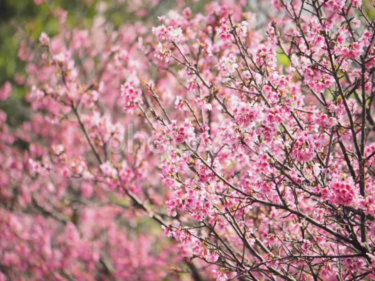 沖縄のサクラ、緋寒桜（ヒカン）、寒緋桜（カンヒ）