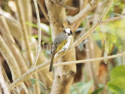 シロガシラ（白頭鵯 Chinese Bulbul）