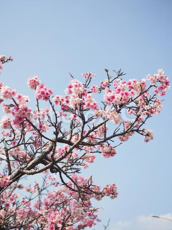 沖縄のサクラ、緋寒桜（ヒカン）、寒緋桜（カンヒ）