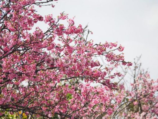 沖縄のサクラ、緋寒桜（ヒカン）、寒緋桜（カンヒ）