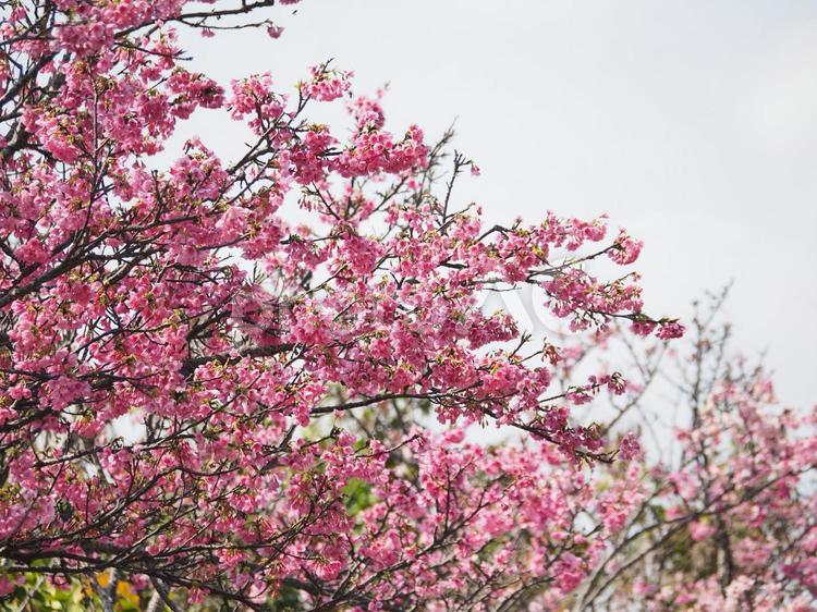 沖縄のサクラ、緋寒桜（ヒカン）、寒緋桜（カンヒ）