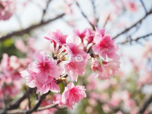 沖縄のサクラ、緋寒桜（ヒカン）、寒緋桜（カンヒ）