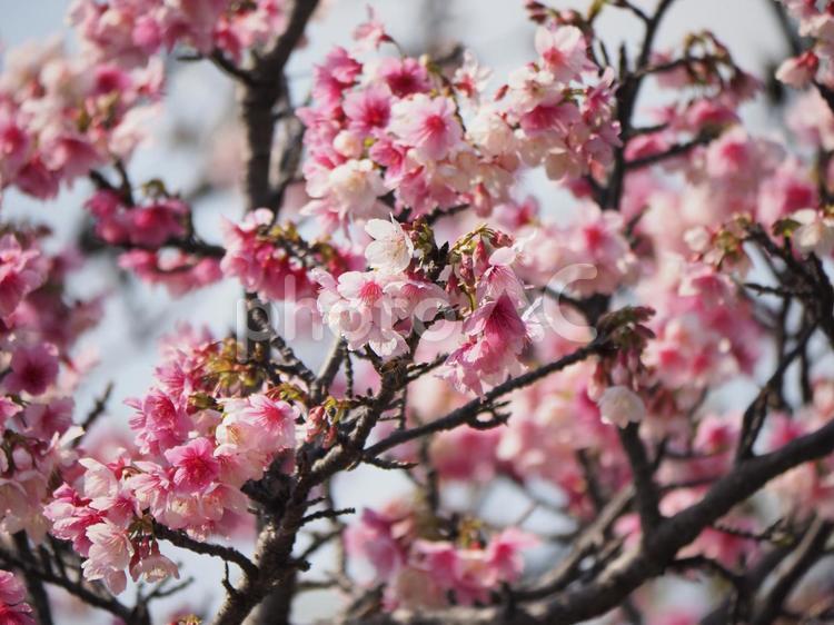 沖縄のサクラ、緋寒桜（ヒカン）、寒緋桜（カンヒ）