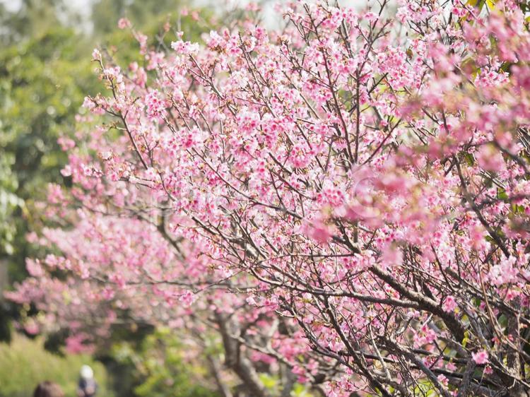 沖縄のサクラ、緋寒桜（ヒカン）、寒緋桜（カンヒ）