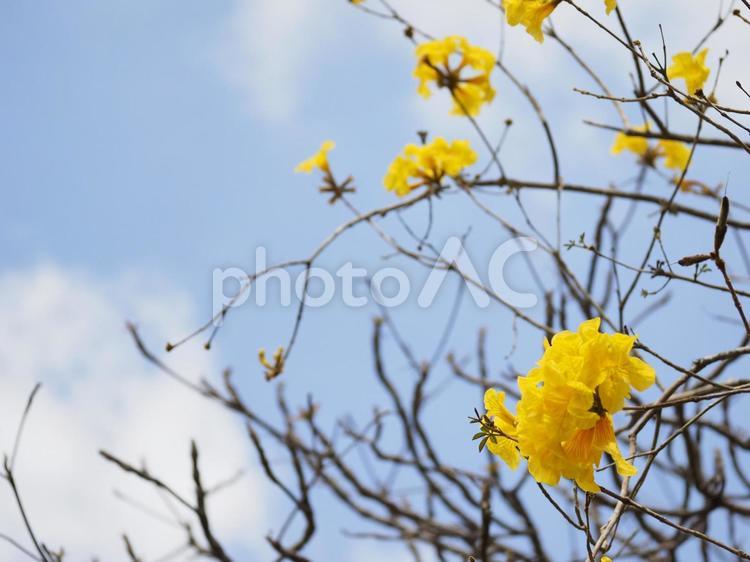 コガネノウゼンの花_末吉公園（沖縄県那覇市首里）