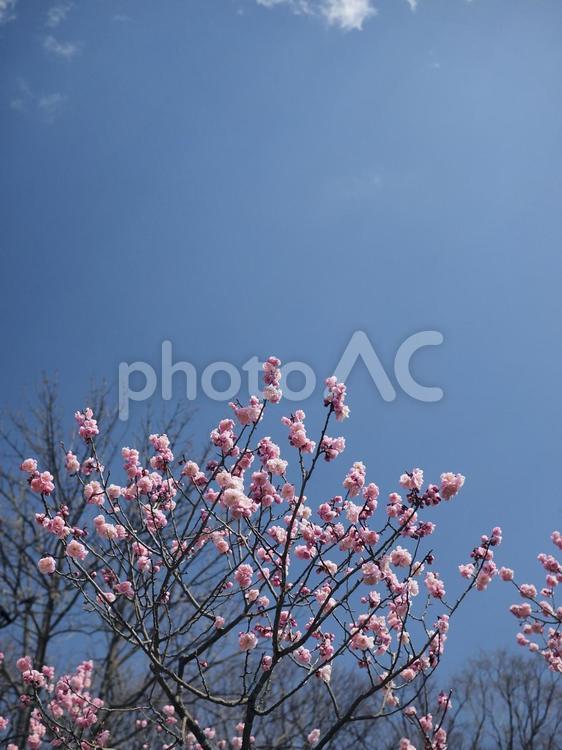 梅の花（北海道札幌市、円山公園）