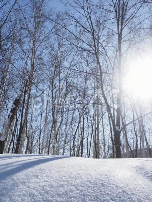 積雪の木々の木漏れ日（北海道札幌市）