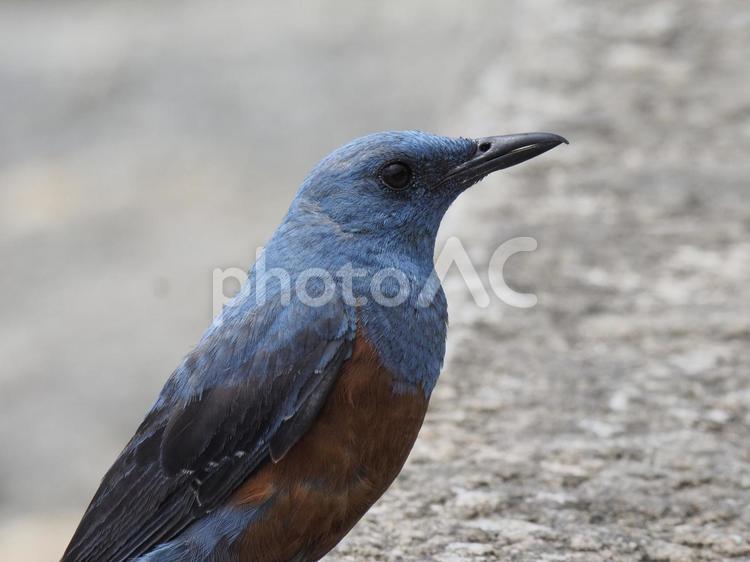 イソヒヨドリ（オス）_あがりティーダ公園（沖縄県中頭郡西原町字東崎）