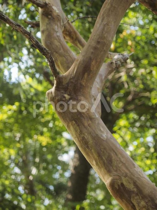 サルスベリの木（沖縄県那覇市）