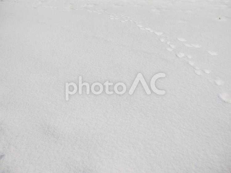 雪面と動物の足跡（北海道札幌）