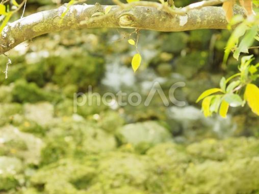 枝越しの川_末吉公園（沖縄県那覇市首里）