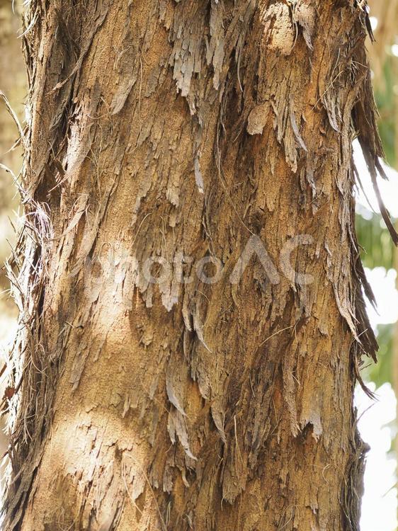 木の幹_末吉公園（沖縄県那覇市首里）
