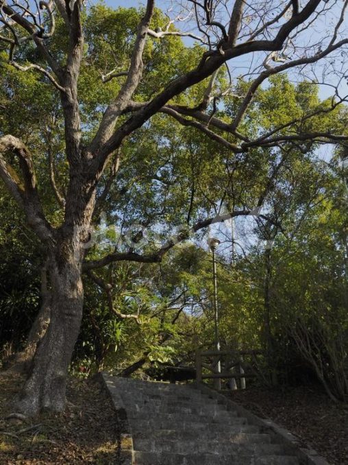 末吉公園の階段（沖縄県那覇市）