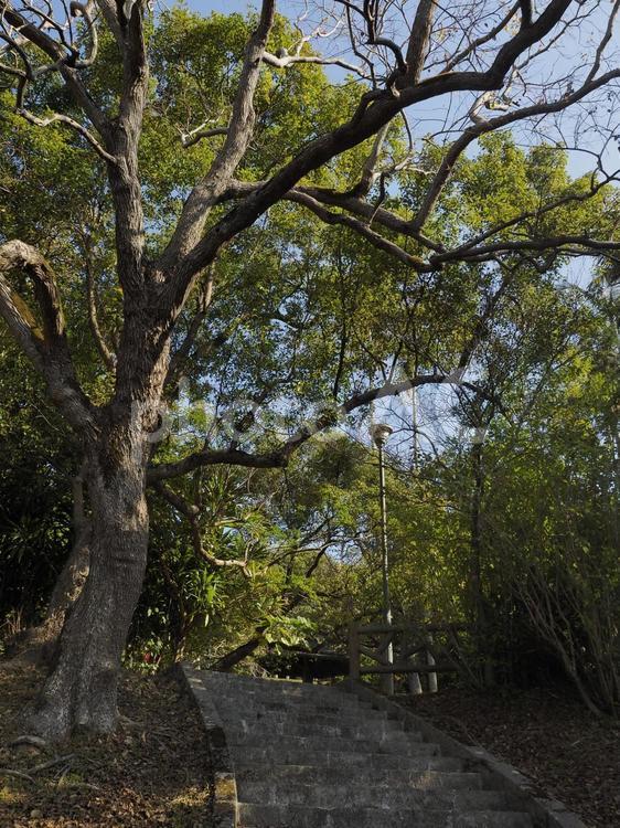 末吉公園の階段（沖縄県那覇市）