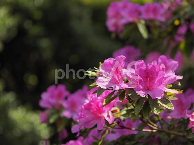 ピンクのツツジ_末吉公園（沖縄県那覇市首里）