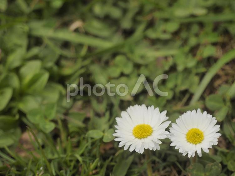 ヒナギク〔デージー〕（北海道札幌市）