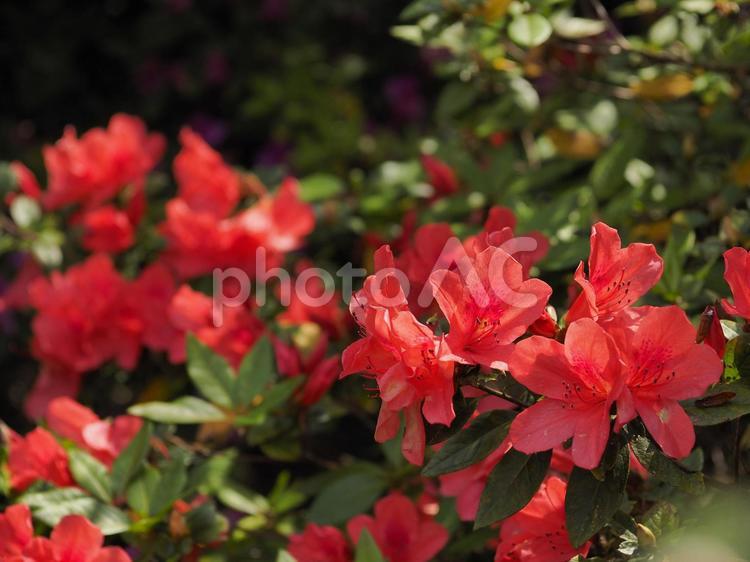 赤いツツジ_末吉公園（沖縄県那覇市首里）