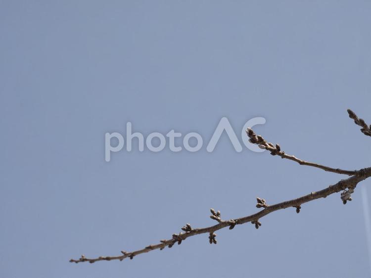 桜のつぼみ（北海道函館市、3月）