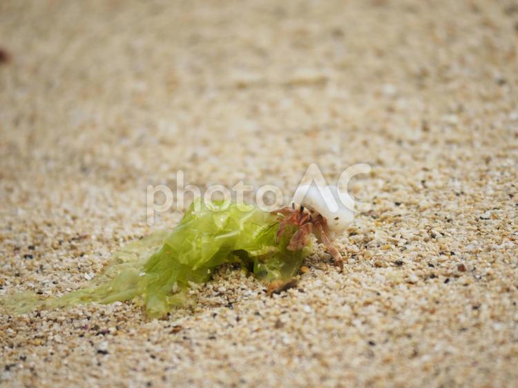 ヤドカリ_仲泊海岸(沖縄県恩納村仲泊)