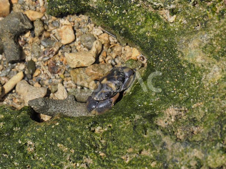 カニ_ぐしちゃん浜（沖縄県島尻郡八重瀬町）