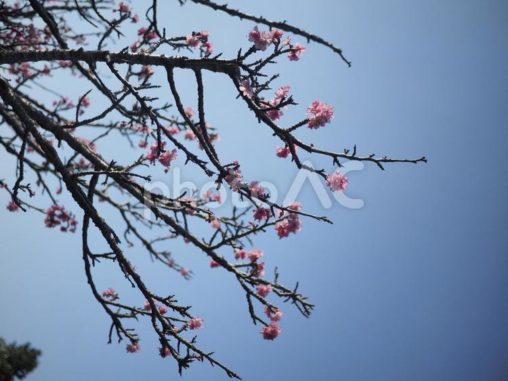 咲き始めのカンヒザクラ