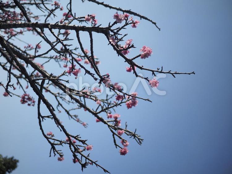 咲き始めのカンヒザクラ