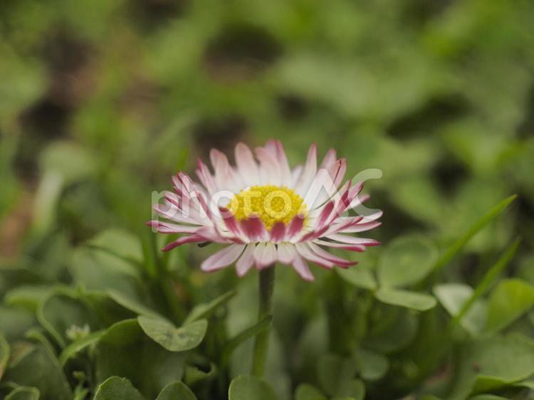 ヒナギク〔デージー〕（北海道札幌市）