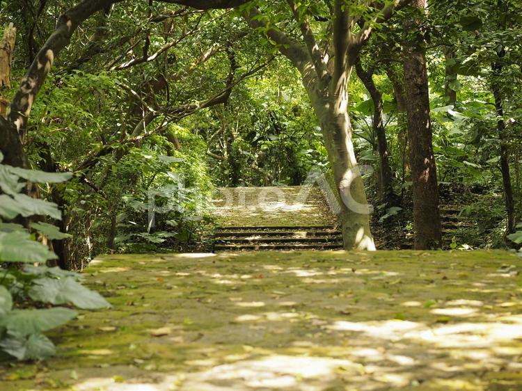 林道_末吉公園（沖縄県那覇市首里）