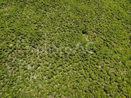 メロディビーチ(ナッコーリバマ)_岩表面の海藻（沖縄県中頭郡読谷村）