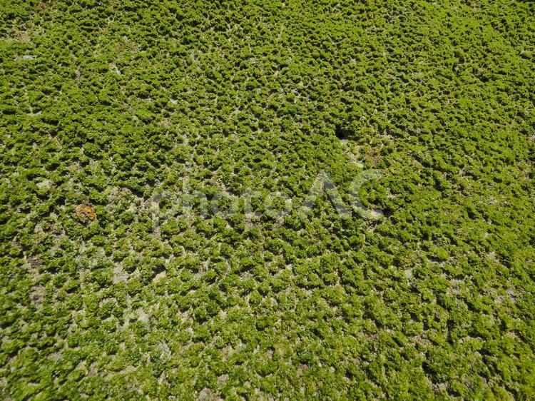 メロディビーチ(ナッコーリバマ)_岩表面の海藻（沖縄県中頭郡読谷村）
