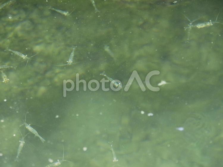 小エビ_ぐしちゃん浜（沖縄県島尻郡八重瀬町）