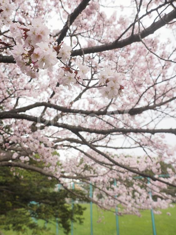 エゾヤマザクラ（北海道札幌市、円山公園）
