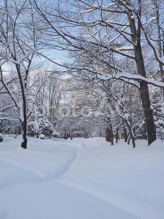 雪積の冬風景(中島公園、北海道札幌市）