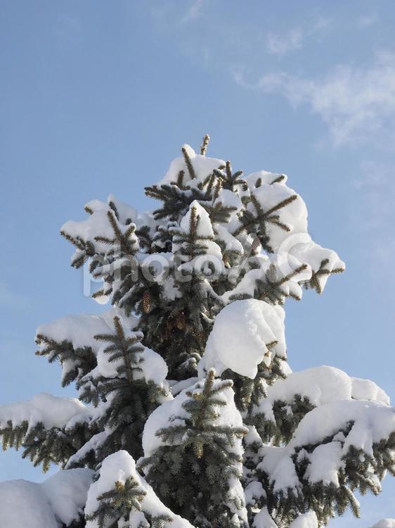 冬の木と青空（北海道札幌市）