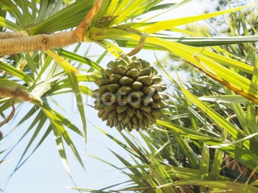 タコノキ科「アダン」の実（沖縄県浦添市）