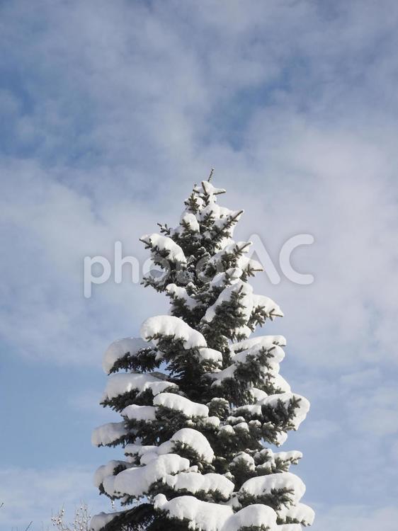 冬の木と青空（北海道札幌市）