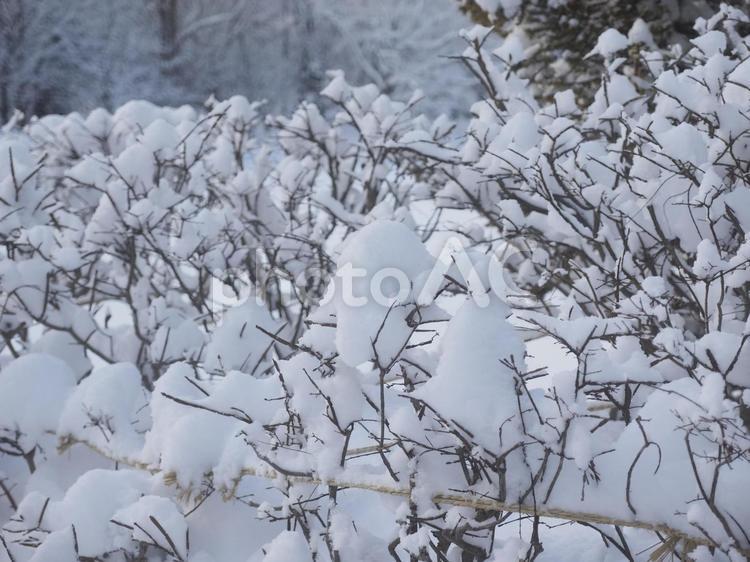 雪をかぶったしげみ（北海道札幌市）