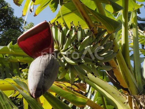 青い島バナナ（沖縄県那覇市）