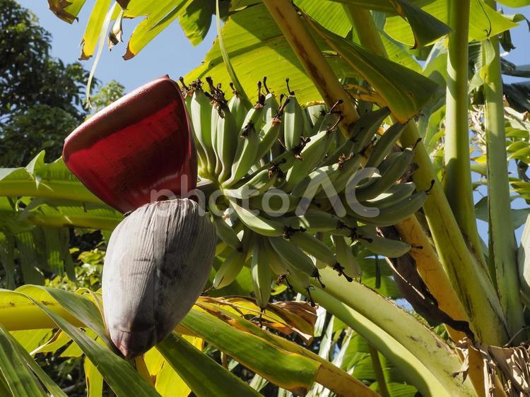 青い島バナナ（沖縄県那覇市）